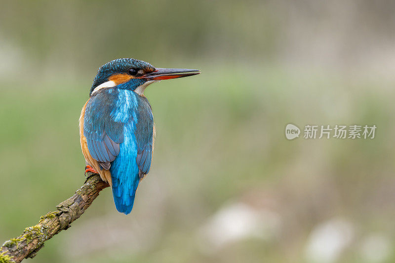 雌性翠鸟(Alcedo atthis)